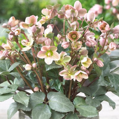 Gardeners Dream Helleborus 'angel Glow' Evergreen Perennial - Beautiful Pink Blooms (20-30Cm, 3L Pot) - image 1