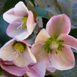 Gardeners Dream Helleborus 'angel Glow' Evergreen Perennial - Beautiful Pink Blooms (20-30Cm, 3L Pot) - thumbnail 2