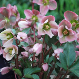 Gardeners Dream Helleborus 'angel Glow' Evergreen Perennial - Beautiful Pink Blooms (20-30Cm, 3L Pot) - thumbnail 3