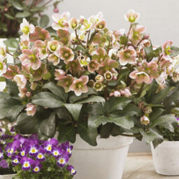 Gardeners Dream Helleborus 'angel Glow' Evergreen Perennial - Beautiful Pink Blooms (20-30Cm, 3L Pot) - thumbnail 4