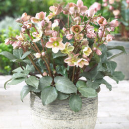 Gardeners Dream Helleborus 'angel Glow' Evergreen Perennial - Beautiful Pink Blooms (20-30Cm, 3L Pot) - thumbnail 5