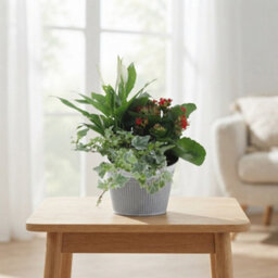 Zinc Planter Arrangement - 18Cm Pot - thumbnail 3