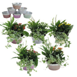 Zinc Planter Arrangement - 18Cm Pot - thumbnail 4