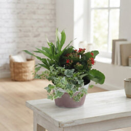 Zinc Planter Arrangement - 18Cm Pot - thumbnail 2