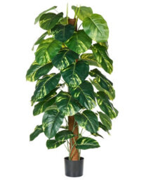 Wyld And Coco Dieffenbachia 152 Cm Artificial Potted Plant Green And Black, Flexible Stems With Cement Base - thumbnail 1