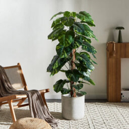 Wyld And Coco Dieffenbachia 152 Cm Artificial Potted Plant Green And Black, Flexible Stems With Cement Base - thumbnail 2