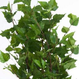 Hill Interiors Uk Homeliving Green Branch Spray - thumbnail 5