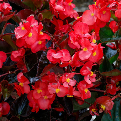 You Garden Yougarden Begonia 'megawatt Rose Bronze Leaf', 12 X Plug Plants, Garden Colour, Ready To Plant, Outdoor Bedding - image 1