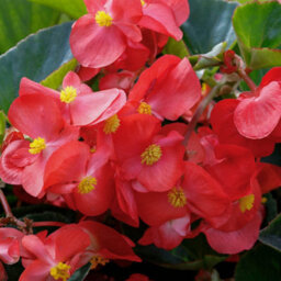 You Garden Yougarden Begonia 'megawatt Rose Bronze Leaf', 12 X Plug Plants, Garden Colour, Ready To Plant, Outdoor Bedding - thumbnail 2