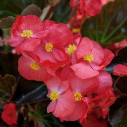 You Garden Yougarden Begonia 'megawatt Rose Bronze Leaf', 12 X Plug Plants, Garden Colour, Ready To Plant, Outdoor Bedding - thumbnail 3