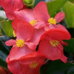 You Garden Yougarden Begonia 'megawatt Rose Bronze Leaf', 12 X Plug Plants, Garden Colour, Ready To Plant, Outdoor Bedding - thumbnail 4