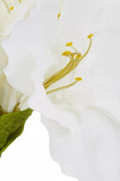 Orsina Fiori Amaryllis Stem - 72Cm Ivory, Graceful Faux Flower With Soft Ivory Petals And Realistic Finish, Adds - thumbnail 7