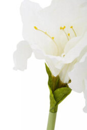 Orsina Fiori Amaryllis Stem - 72Cm Ivory, Graceful Faux Flower With Soft Ivory Petals And Realistic Finish, Adds - thumbnail 3