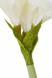 Orsina Fiori Amaryllis Stem - 72Cm Ivory, Graceful Faux Flower With Soft Ivory Petals And Realistic Finish, Adds - thumbnail 5