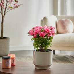 Wyld And Coco 36 Cm Pink Rhododendron Artificial Plant, Silk-Like Indoor Potted Decor - thumbnail 2