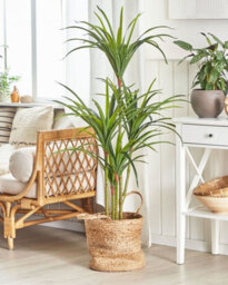 Beliani Artificial Plant Dracaena Anita 147 Cm Green - thumbnail 2