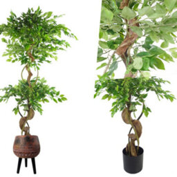 Pegdev - Pdl 150Cm Artificial Japanese Fruticosa Ficus Tree With Twisted Trunk Indoor Plant In Large Rustic Brown/black Planter - thumbnail 5