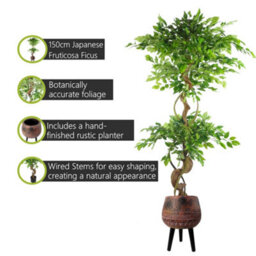 Pegdev - Pdl 150Cm Artificial Japanese Fruticosa Ficus Tree With Twisted Trunk Indoor Plant In Large Rustic Brown/black Planter - thumbnail 2