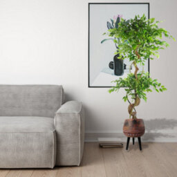 Pegdev - Pdl 150Cm Artificial Japanese Fruticosa Ficus Tree With Twisted Trunk Indoor Plant In Large Rustic Brown/black Planter - thumbnail 3