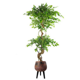 Pegdev - Pdl 150Cm Artificial Japanese Fruticosa Ficus Tree With Twisted Trunk Indoor Plant In Large Rustic Brown/black Planter