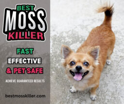 King of Paints Moss Killer For Paths, Patios And All Outdoor Hard Surfaces - thumbnail 3