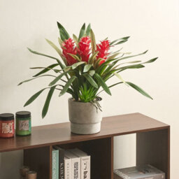 Wyld And Coco Lushgarden Faux Guzmania Red Bloom Artificial Plant - Indoor Decor, 50Cm Height - thumbnail 2