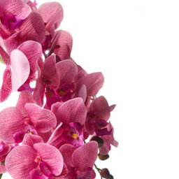 Wyld And Coco 65Cm Artificial Pink Orchid In Decorative Pot - Realistic Blossoms And Lush Foliage, Maintenance-Free Indoor Décor - thumbnail 3
