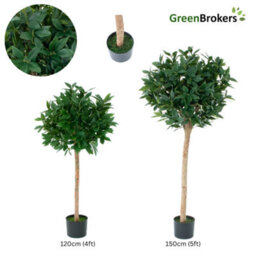 GreenBrokers Artificial Bay Laurel Trees With Real Wood Trunk, Natural Leaf And Brown Berries, 4Ft/120 Cm - thumbnail 3