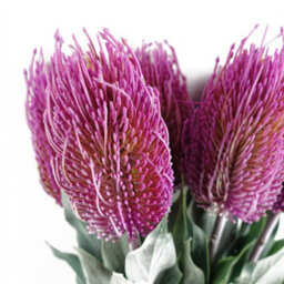 Leaf Pack Of 6 X 75Cm Banksia Menziesii Pink Flower Stem Artificial - thumbnail 5