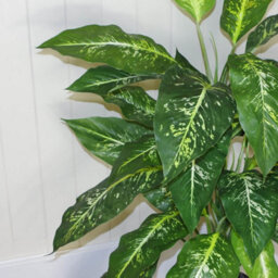 Leaf Large Artificial Plant Tree Gold Planter 100Cm Natural Aglaonema Spotted Botanik - thumbnail 6