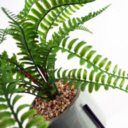 Leaf 40Cm Artificial Fern With Ceramic Planter & Stand - thumbnail 2