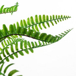 Leaf 40Cm Artificial Fern With Ceramic Planter & Stand - thumbnail 3