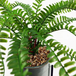 Leaf 40Cm Artificial Fern With Ceramic Planter & Stand - thumbnail 8
