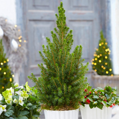 Gardeners Dream Picea Glauca Conica 2-3Ft Pot Grown Mini Christmas Tree Compact Dwarf Evergreen Conifer