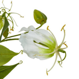 Wyld Haus Set Of 3 Cream Gloriosa Artificial Flower Sprays, 840mm Stems - thumbnail 2