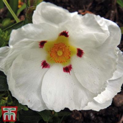 Thompson & Morgan Cistus Purpureus Alan Fradd 3.6 Litre Potted Plant X 1 - image 1
