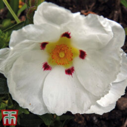 Thompson & Morgan Cistus Purpureus Alan Fradd 3.6 Litre Potted Plant X 1 - thumbnail 1