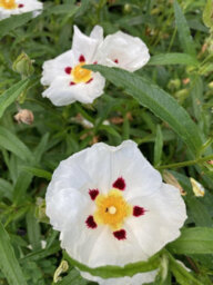 Thompson & Morgan Cistus Purpureus Alan Fradd 3.6 Litre Potted Plant X 1 - thumbnail 2