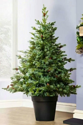 Christmas Tree World The 4Ft/120Cm Cairngorm Pine Potted Tree (Outdoor) - image 1
