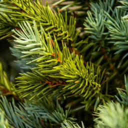 Christmas Tree World The 4Ft/120Cm Cairngorm Pine Potted Tree (Outdoor) - thumbnail 8