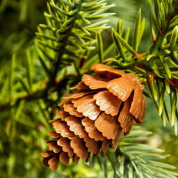 Christmas Tree World The 4Ft/120Cm Cairngorm Pine Potted Tree (Outdoor) - thumbnail 7