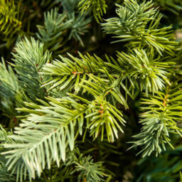 Christmas Tree World The 4Ft/120Cm Cairngorm Pine Potted Tree (Outdoor) - thumbnail 6
