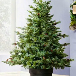 Christmas Tree World The 4Ft/120Cm Cairngorm Pine Potted Tree (Outdoor) - thumbnail 5