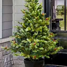 Christmas Tree World The 4Ft/120Cm Cairngorm Pine Potted Tree (Outdoor) - thumbnail 4