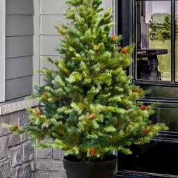 Christmas Tree World The 4Ft/120Cm Cairngorm Pine Potted Tree (Outdoor) - thumbnail 3