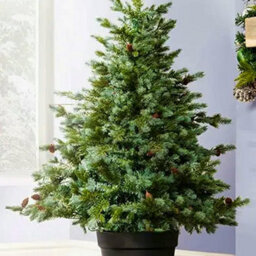 Christmas Tree World The 4Ft/120Cm Cairngorm Pine Potted Tree (Outdoor) - thumbnail 2