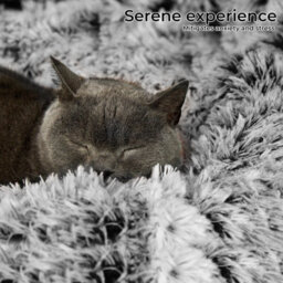 Skylos Dog Bed Cat Beds Washable Large Puppy Soft Warm Plush Calming Cushion - thumbnail 6