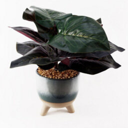 Leaf 35Cm Artificial Ficus Plant With Teal Blue Green Ceramic Planter - thumbnail 5