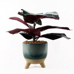 Leaf 35Cm Artificial Ficus Plant With Teal Blue Green Ceramic Planter - thumbnail 1