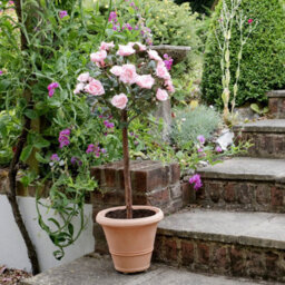 Greenbrokers Artificial Soft Pink Rose Tree 25 Flowers 90Cm/3Ft, Faux Silk - thumbnail 3